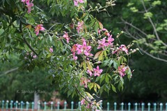 Chorisia speciosa